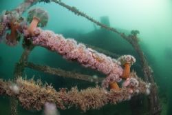 Handrails on the Scylla. Cornwall.
D200, 10.5mm. by Derek Haslam 